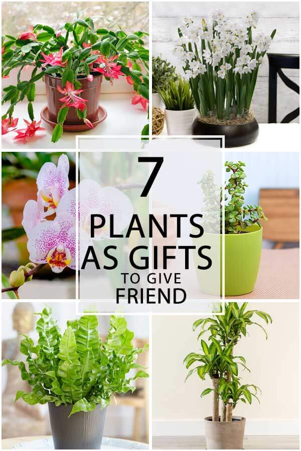 7 Best Plants As Gifts To Give Friend
