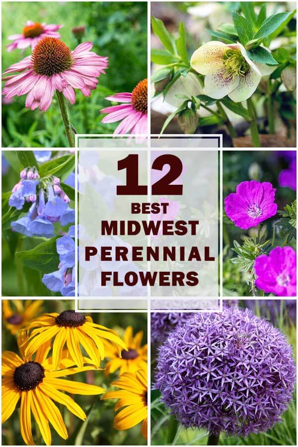 12-Best-Midwest-Perennial-Flowers-For-Your-Garden-ft3