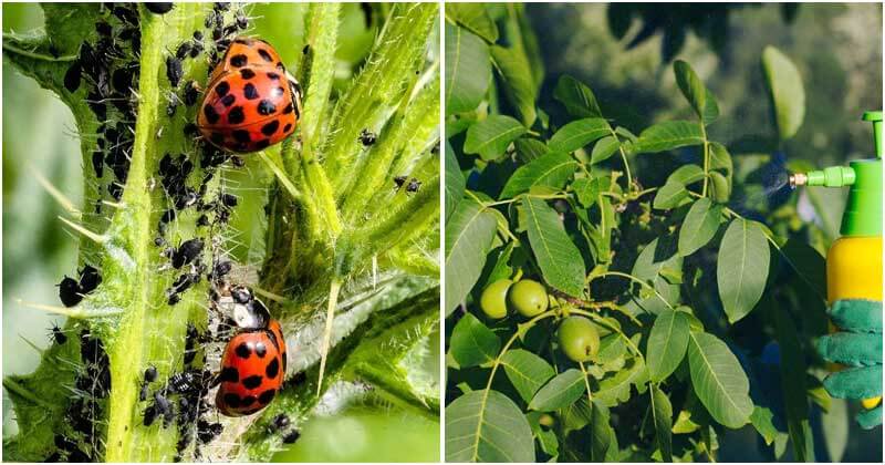 12-Chemical-Free-Tools-To-Get-Rid-Of-Aphids-ft