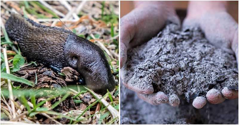 13 Effects Of Use For Wood Ash In The Garden