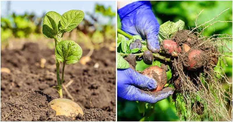 14 Potato Growing Tips To Have A Bountiful Harvest