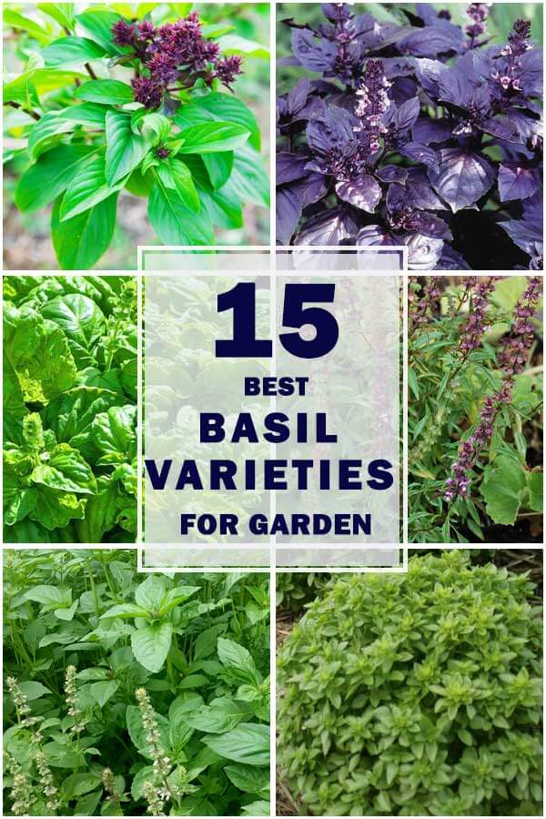 15-Best-Basil-Varieties-To-Bring-To-Your-Garden-ft1