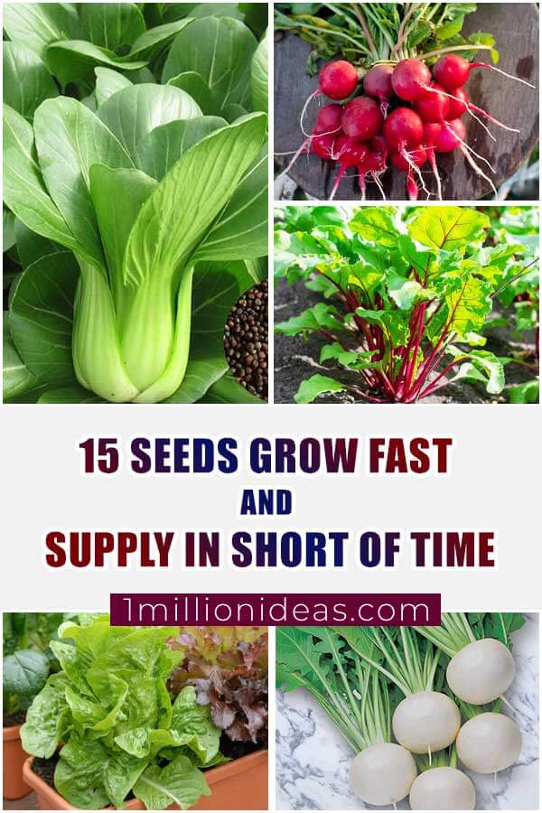 15 Seeds Grow Fast And Supply In Short of Time