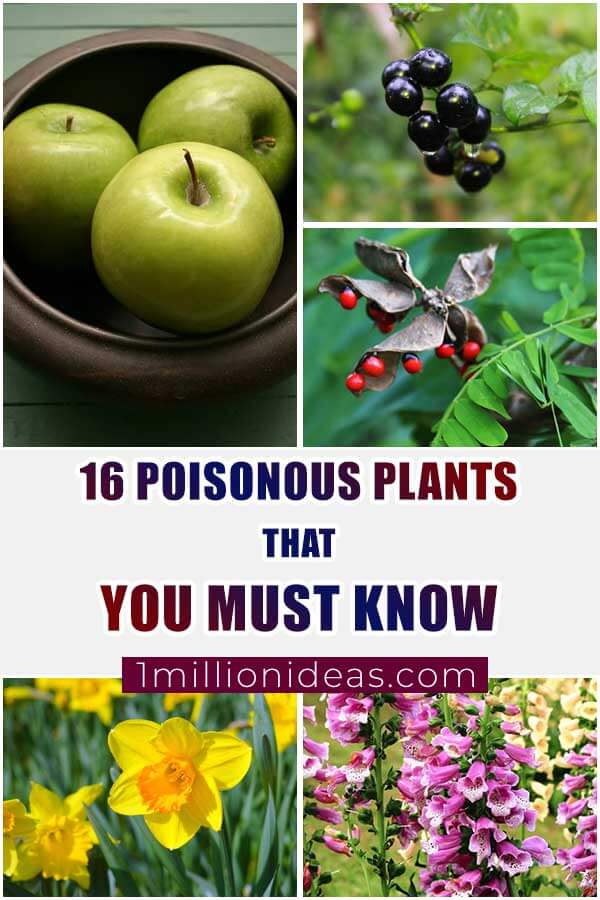 16 Plants Contain Poison That You Must Read