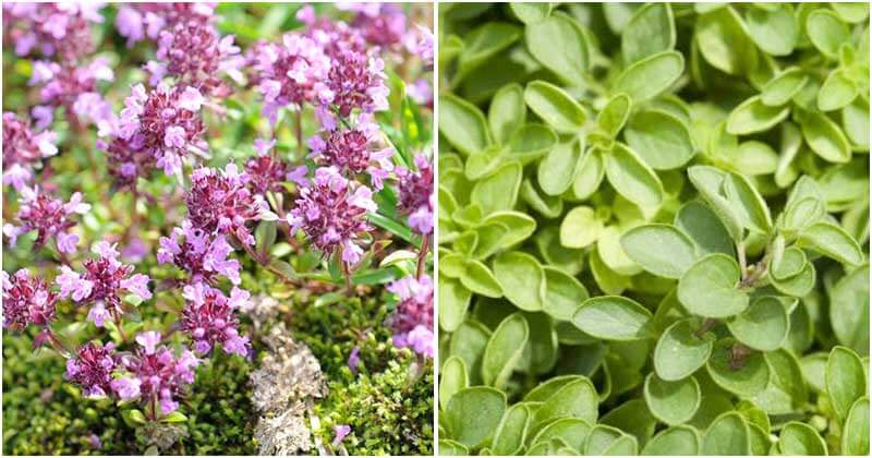 20-Beautiful-Ground-Cover-Plants-For-Any-Garden-ft