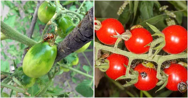 20 Best Common Tomato Pests And Ways To Repel Them From Your Garden