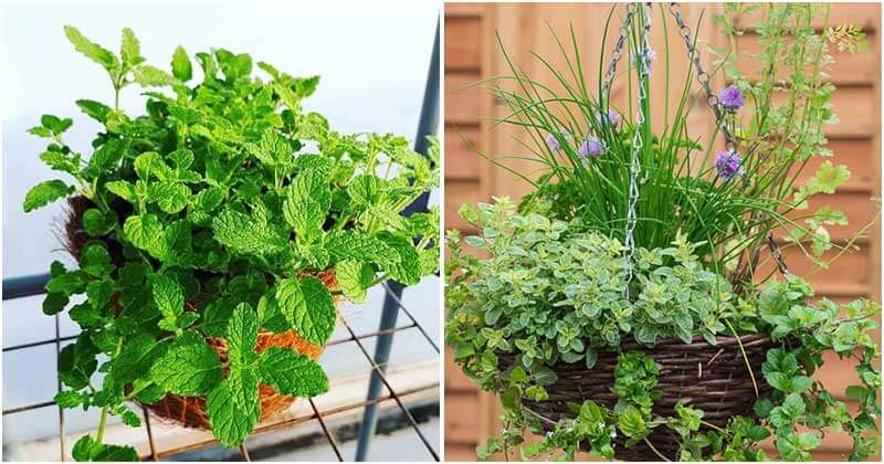 20-Herbs-That-Look-Pretty-On-Hanging-Baskets-ft