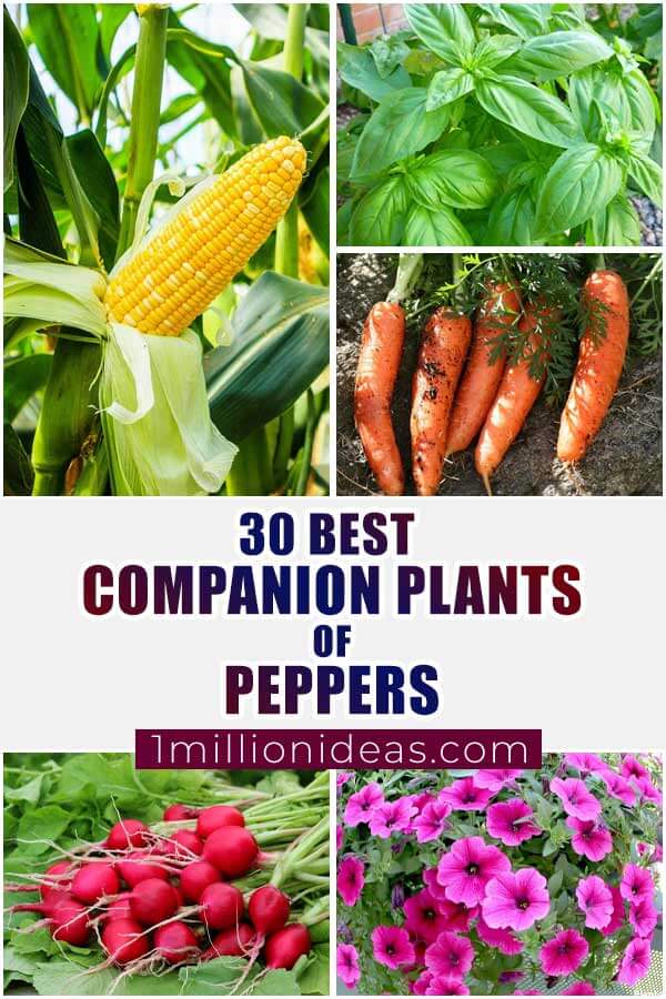 30 Best Companion Plants Of Peppers