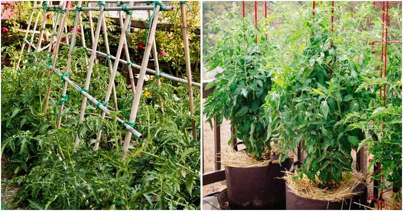 30-Tomato-Support-Ideas-For-Better-Yield-ft