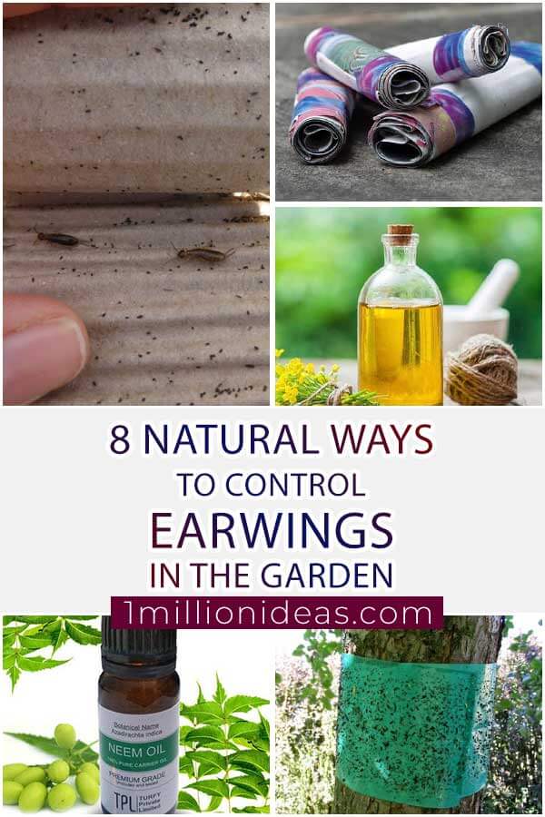 8 Natural Ways To Control Earwigs In Your Garden