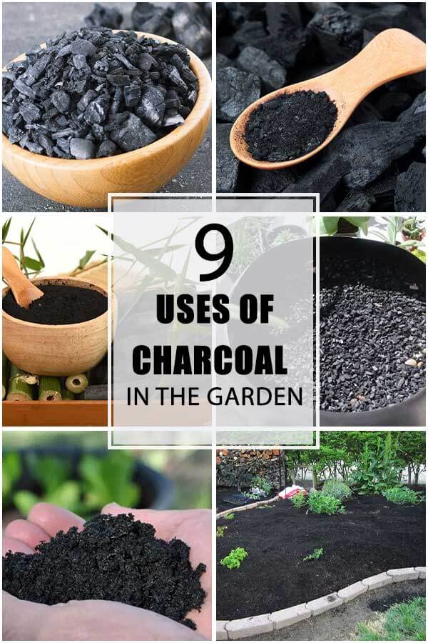 9 Amazing Uses of Charcoal For Your Garden