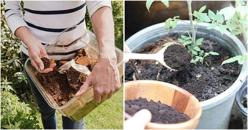9 Best Uses Of Coffee Grounds In Your Garden