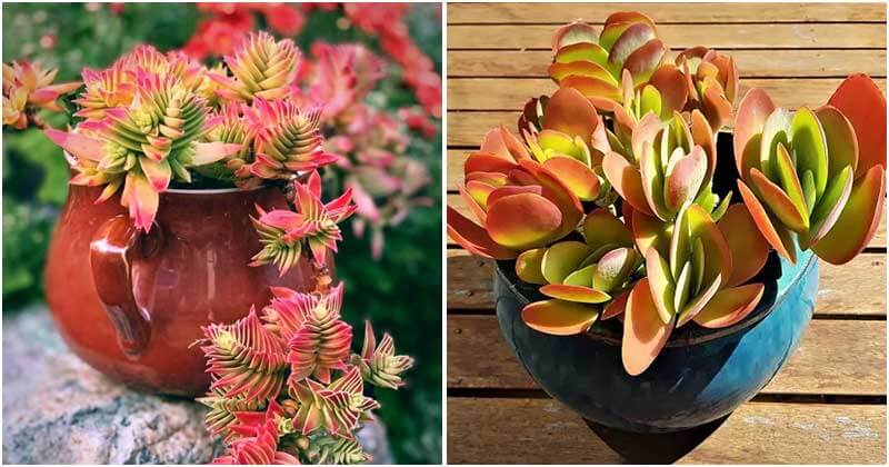 Collection of 14 Best Beautiful Red Succulents In The World