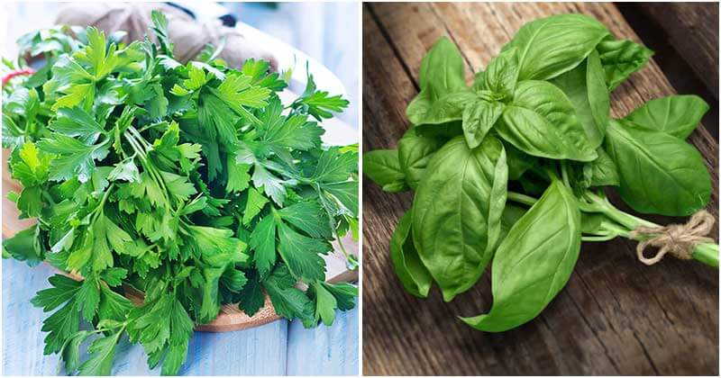 Herbs Can Control Vegetable Garden Pests