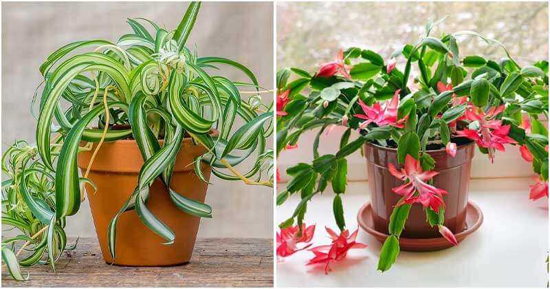 Indoor Plants Produce Oxygen That Is Good For Health