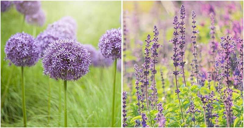 Most-Beautiful-Purple-Flowers-For-Your-Garden-Ft