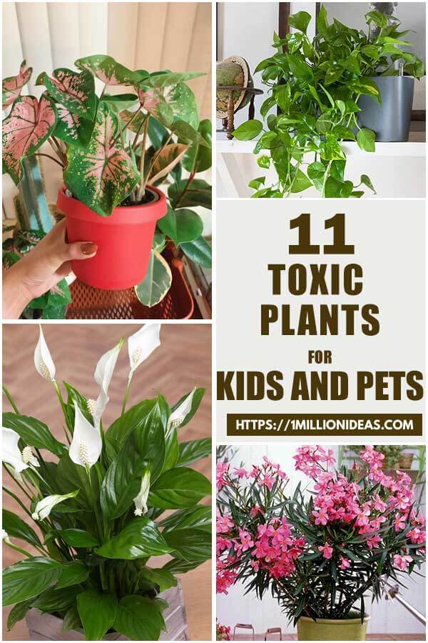 Toxic-Indoor-Plants-To-Keep-Out-Of-The-Reach-Of-Your-Kids-And-Pets-Ft1