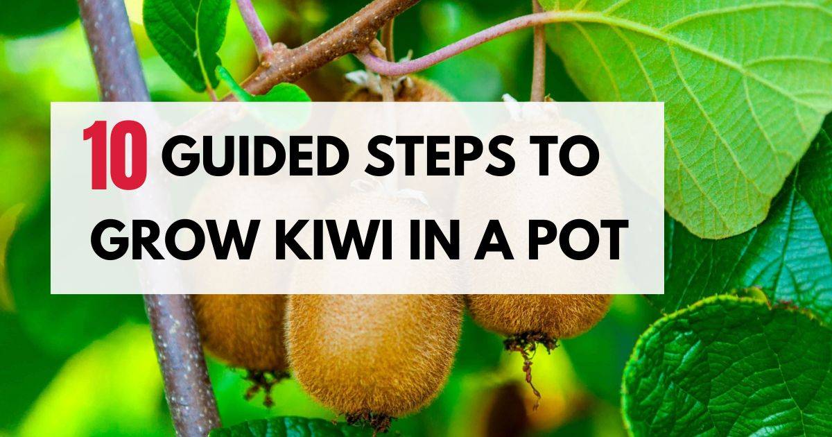 Guided Steps To Successfully Grow Kiwi In A Pot