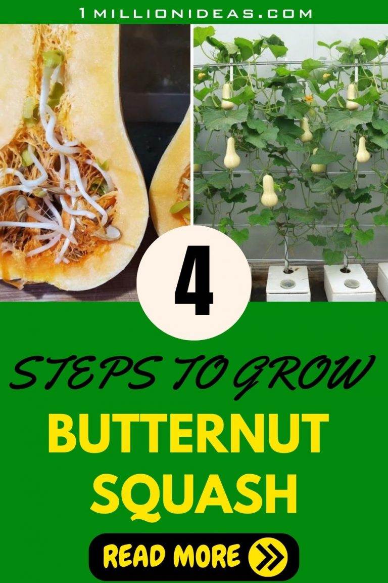 Growing Butternut Squash In A Container 4 Steps You Need To Know