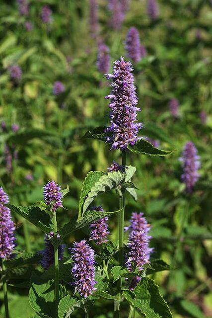 10 Herbs That Have Beautiful Purple Flowers