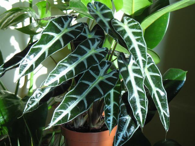 12 Stunning Plants With Waxy Leaves - 81