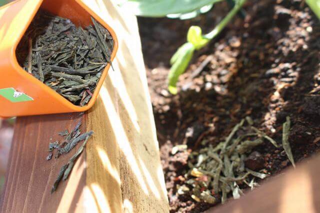 9 Awesome Reasons When Using Tea Leaves In The Garden - 65