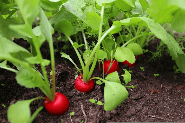 Best Zucchini Companion Plants For A High Yield - 71