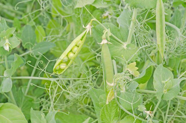 Best Zucchini Companion Plants For A High Yield - 81