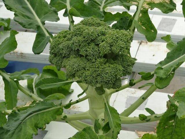 10 Vegetables That You Can Grow With Hydroponics - 85