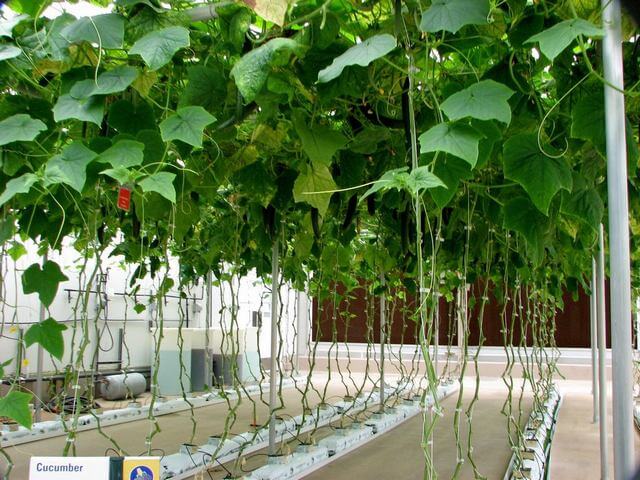 10 Vegetables That You Can Grow With Hydroponics - 67