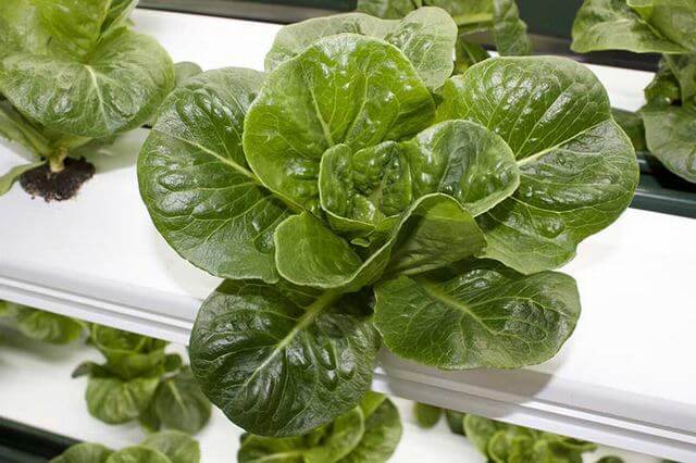 10 Vegetables That You Can Grow With Hydroponics - 69