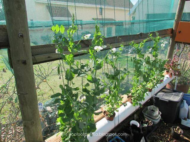 10 Vegetables That You Can Grow With Hydroponics - 73