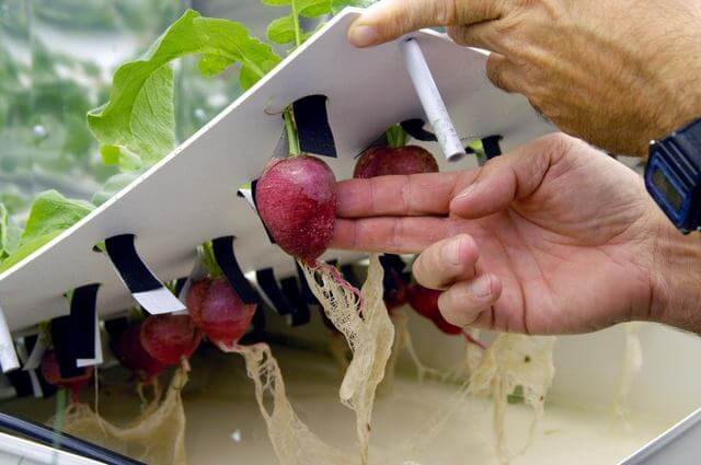 10 Vegetables That You Can Grow With Hydroponics - 81