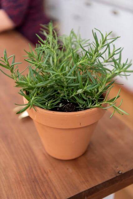 11 Common Herbs That You Can Grow Easily From Layering - 73