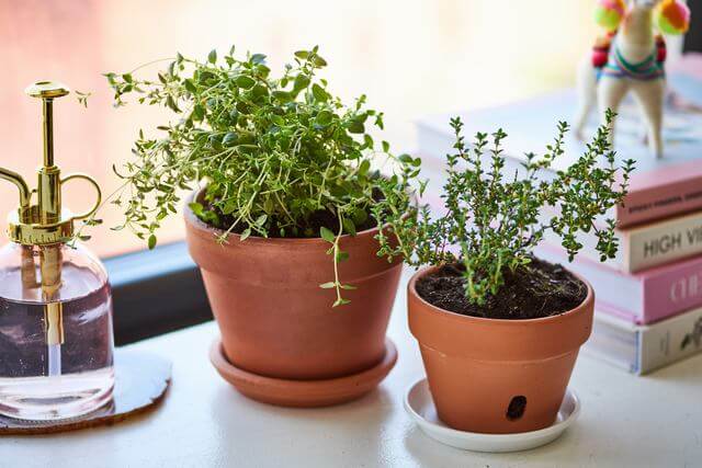 11 Common Herbs That You Can Grow Easily From Layering - 79