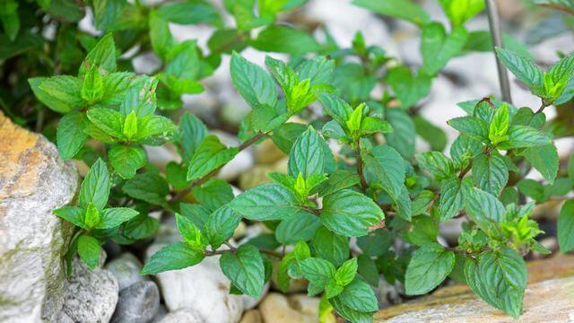 11 Common Herbs That You Can Grow Easily From Layering - 81