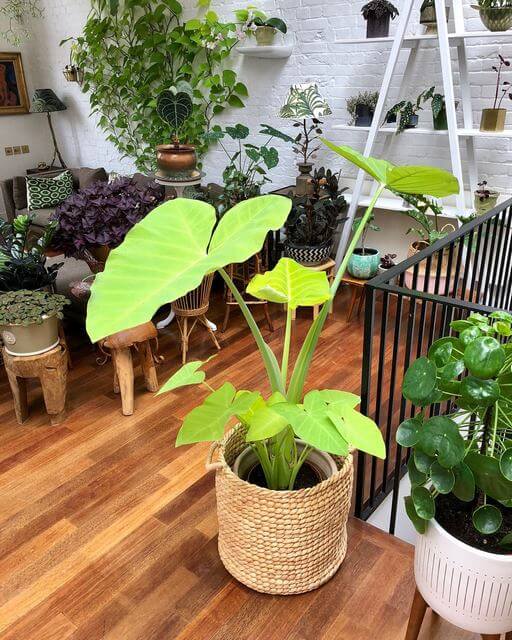 20 Beautiful Indoor Plants That Have Shaped Elephant Ear Leaves