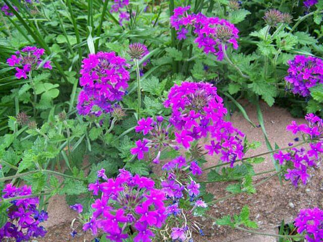 25 Purple Flower Types To Grow In Garden, Pots and Planters - 67