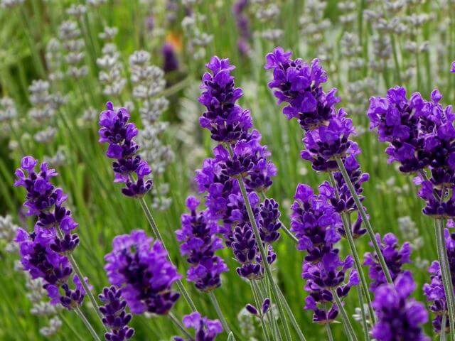 25 Purple Flower Types To Grow In Garden, Pots and Planters - 69