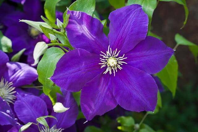 25 Purple Flower Types To Grow In Garden, Pots and Planters - 71