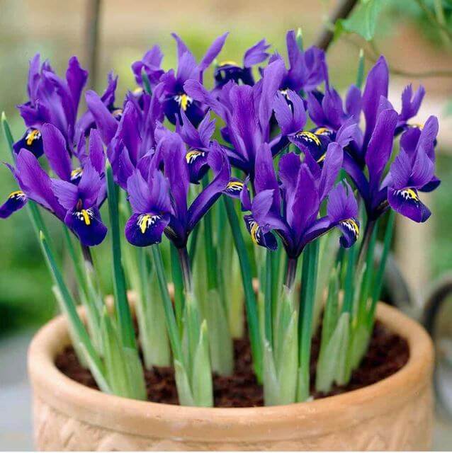 25 Purple Flower Types To Grow In Garden, Pots and Planters - 75
