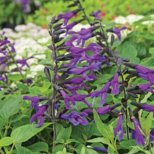 25 Purple Flower Types To Grow In Garden, Pots and Planters - 79
