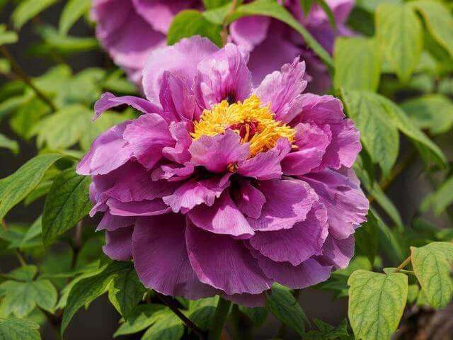 25 Purple Flower Types To Grow In Garden, Pots and Planters - 81