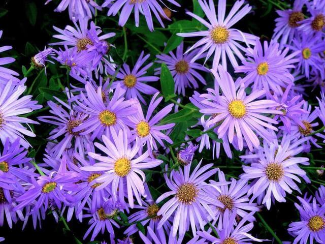 25 Purple Flower Types To Grow In Garden, Pots and Planters - 85