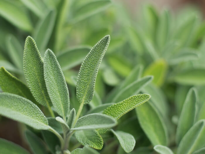 10 Best Herbs To Grow In A Drought Garden - 67
