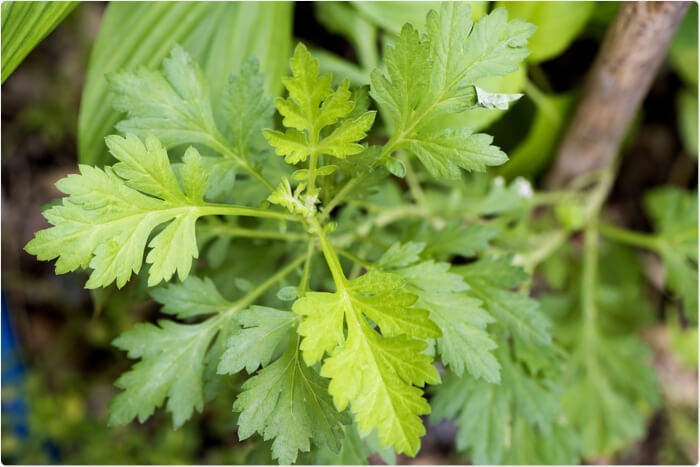 10 Best Herbs To Grow In A Drought Garden - 69