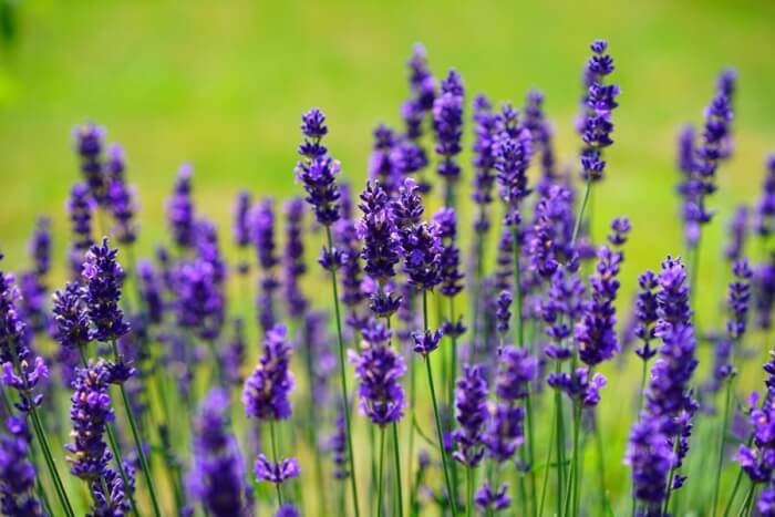 10 Best Herbs To Grow In A Drought Garden - 71