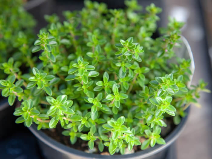 10 Best Herbs To Grow In A Drought Garden - 73