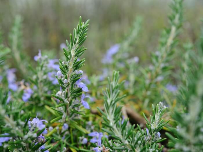 10 Best Herbs To Grow In A Drought Garden - 75