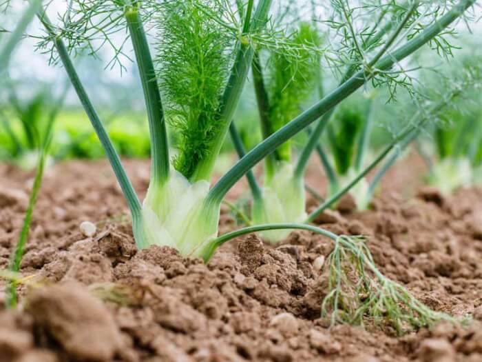10 Best Herbs To Grow In A Drought Garden - 77